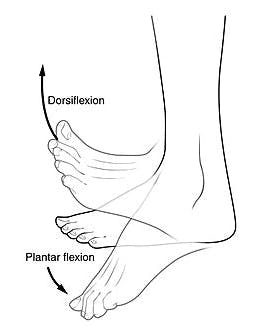 anatomy illustration of dorsiflexion and foot drop