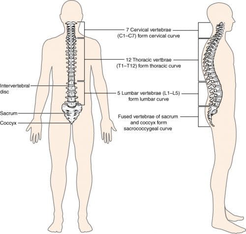 Levels of spinal cord injury: cervical, thoracic, lumbar, sacral
