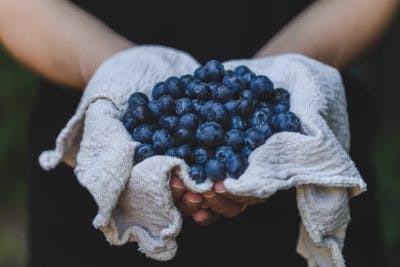 Woman holding pile of blueberries in a cloth. Blueberries are full of antioxidants and are one of the best foods that heal the brain after concussion