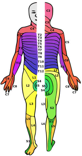 Dermatomes for spinal cord injury