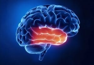 understanding temporal lobe damage