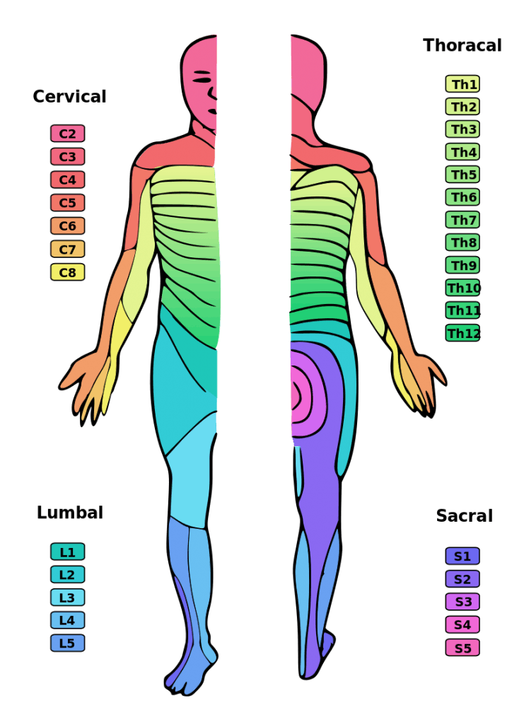 Spinal Cord Injury Levels What Functions Are Affected Flint Rehab