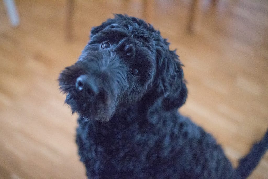 black dog looking up at camera