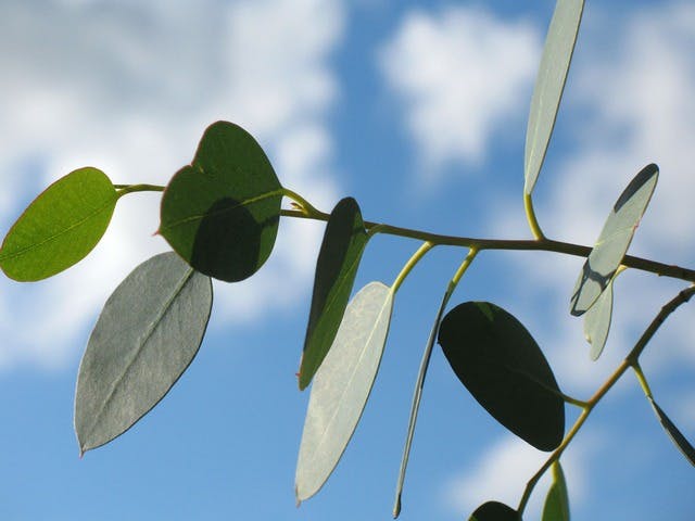 eucalyptus oil for spinal cord injury