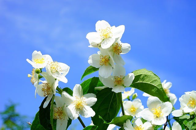 jasmine essential oils for spinal cord injury