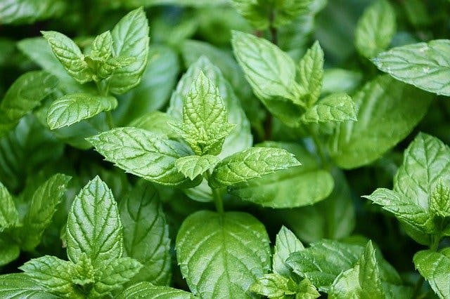 peppermint essential oils for spinal cord injury pain relief and promoting bowel movements