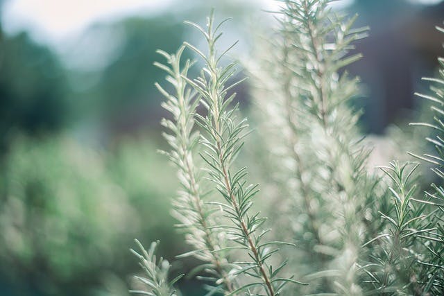 rosemary oil for sci