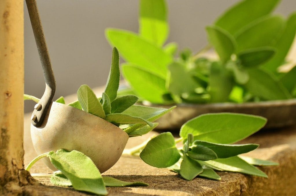 sage leaves used in sage essential oils