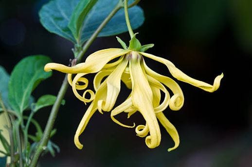 ylang ylang oil for sci patients