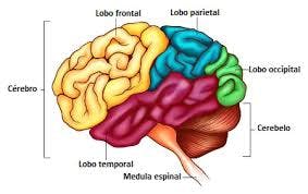 Partes del cerebro