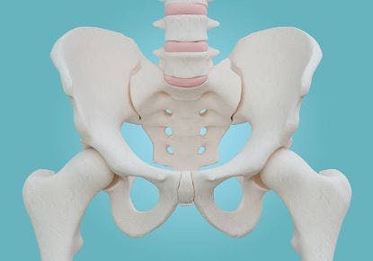 hip anatomy