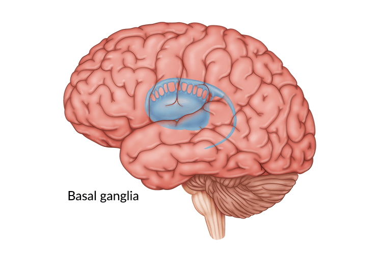 Basal Ganglia Damage Symptoms, Treatments, and Recovery