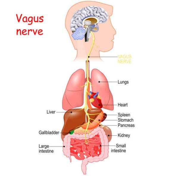 vagus nerve