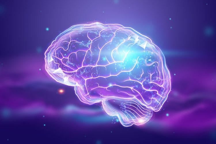 Cerebral Cortex Damage: Definition, Symptoms, and Recovery