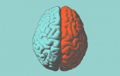 hemispheres of the human brain colored blue and red