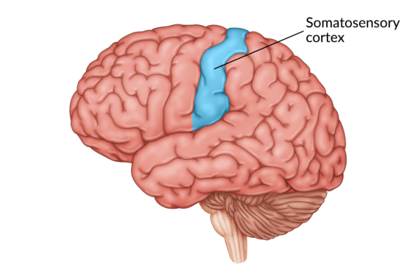 medical illustration of brain highlighting somatosensory cortex damage