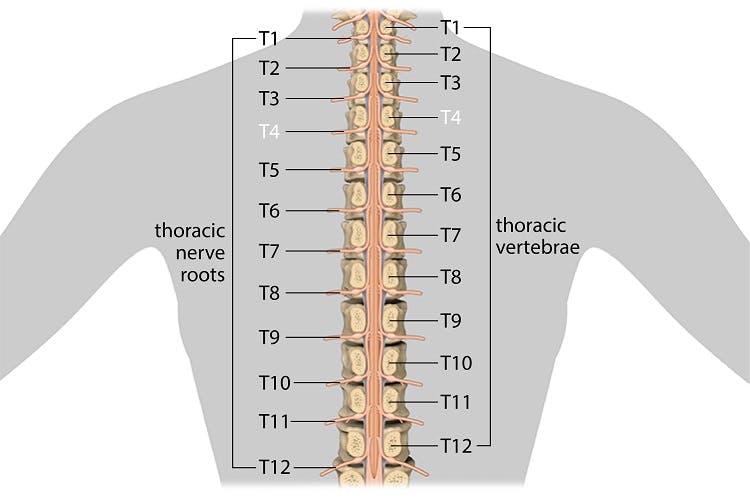 nerves and vertebrae affected by t4 spinal cord injury