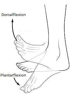 Darstellung der Dorsalflexion und wie sie die Schlaganfallnebenwirkung des Fußtropfens erzeugt