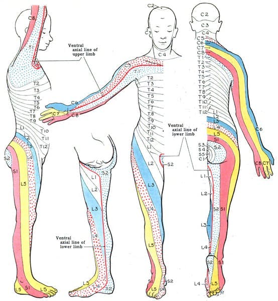 dermatomes for c4 spinal cord injury