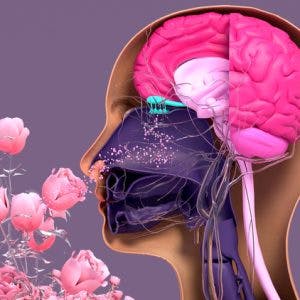illustration of olfactory system with person smelling flowers and brain pathways