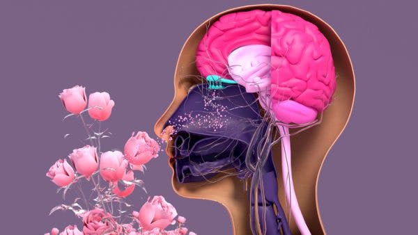 illustration of olfactory system with person smelling flowers and brain pathways