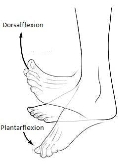 Anatomie Illustration von Dorsalflexion und Fußtropfen