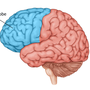 medical illustration of brain with frontal lobe highlighted at the front