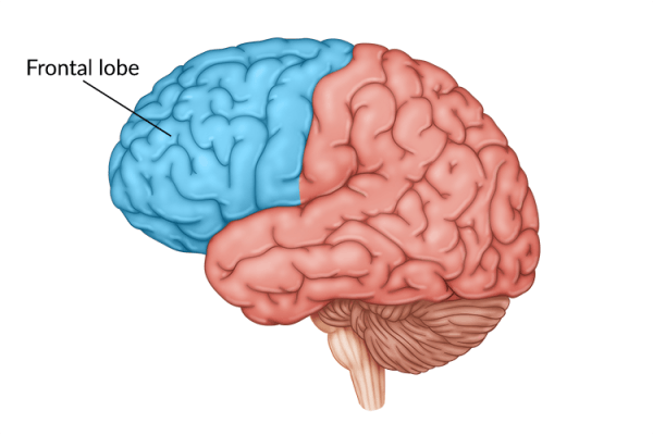 medical illustration of brain with frontal lobe highlighted at the front