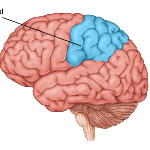 medical illustration of brain with parietal lobe highlighted in upper center portion