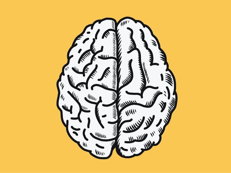 diagram of the two brain hemispheres to illustrate right hemisphere brain damage