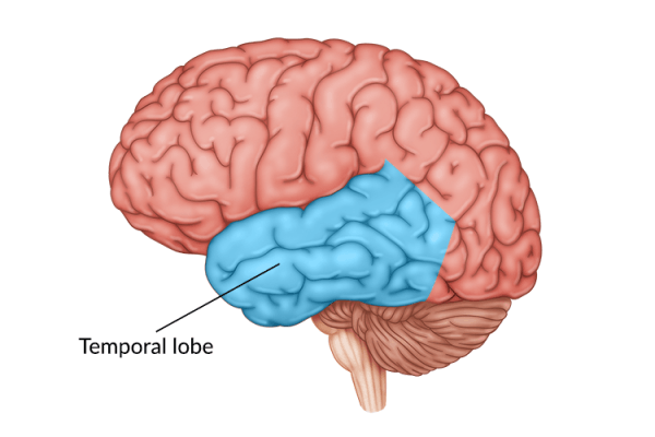 medical illustration of brain with the temporal lobe highlighted in the center