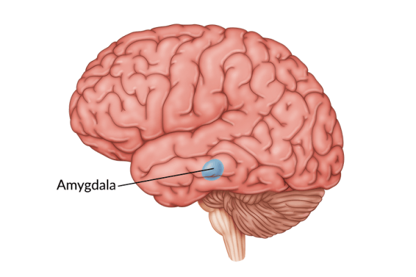 medical illustration of brain highlighting amygdala damage