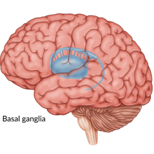 medical illustration of brain with basal ganglia highlighted