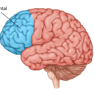 medical illustration of brain highlighting prefrontal cortex damage
