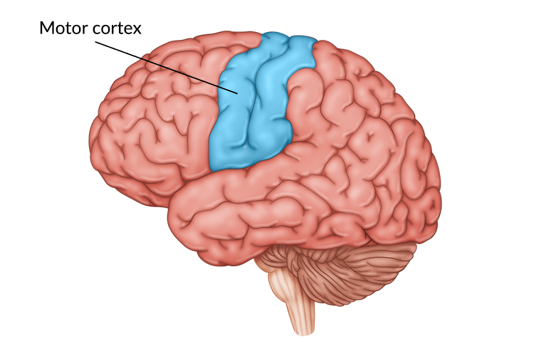 medical illustration of brain with motor cortex highlighted