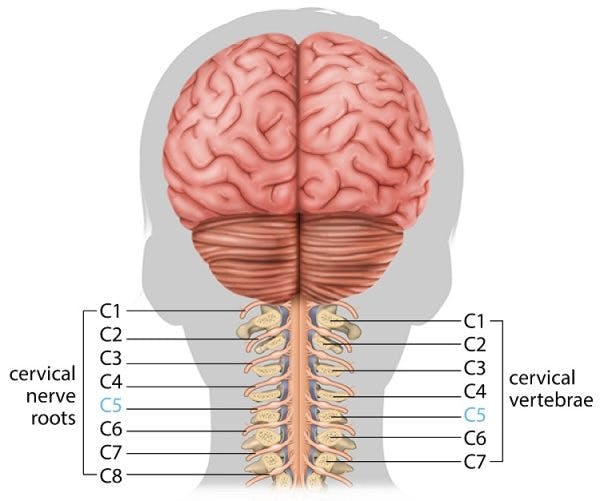c5 spinal cord injury nerves and vertebrae