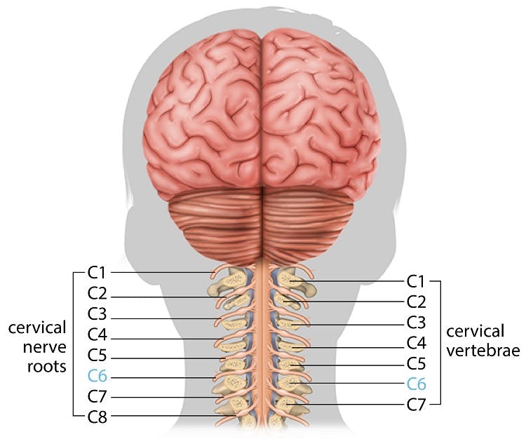 c6 spinal cord injury nerves and vertebrae
