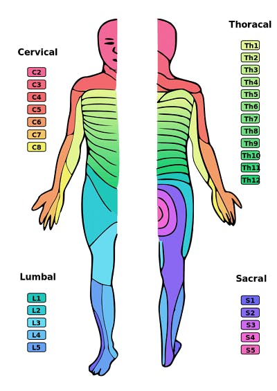 how sensation is affected after c6 spinal cord injury