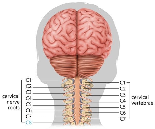 c8 spinal cord injury nerves and vertebrae