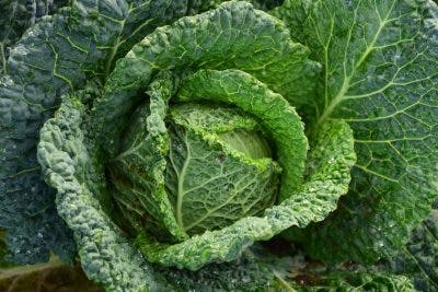 adding kale to your diet after spinal cord injury can help promote optimal health