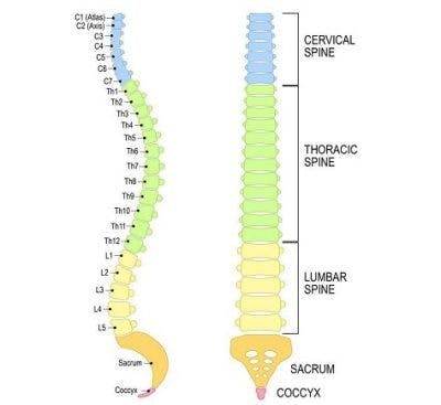 illustration of different levels of spinal cord injury