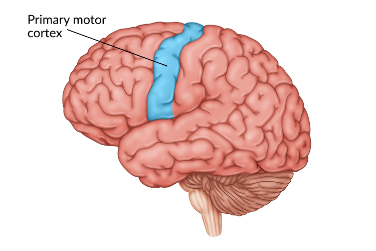medical illustration of brain highlighting the primary motor cortex