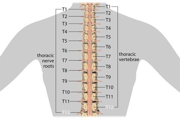 t12 spinal cord injury nerves and vertebrae
