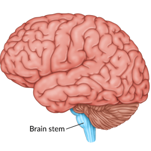 medical illustration of brain with brain stem highlighted at the base