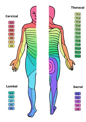 C2 Spinal Cord Injury What To Expect And How To Promote Recovery