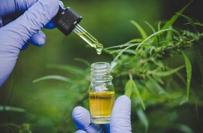 cbd oil for natural pain relief after spinal cord injury