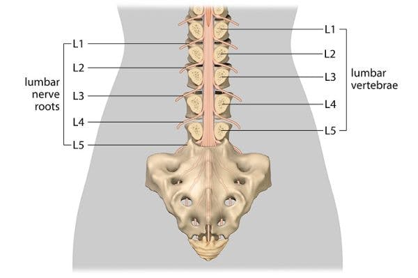 lumbar spinal cord injury illustration