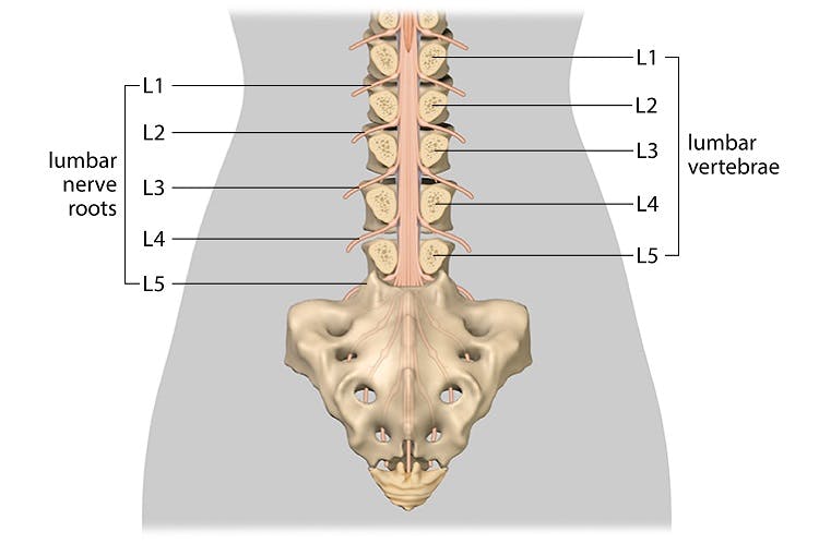 lumbar spinal cord injury illustration
