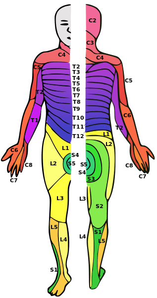 illustration of the human body highlighting which part of the spinal cord they are connected to