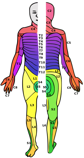 Lumbar Spine Injury L1-L5